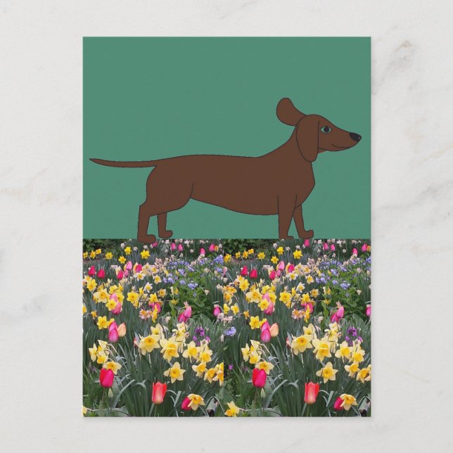 Postkort för roligt med Dachshund och Flower Fält Vykort (Framsida)