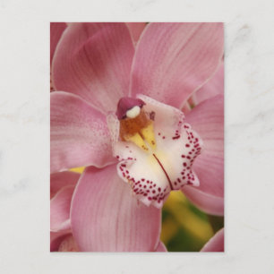 Postkort för rosa Orchids Vykort