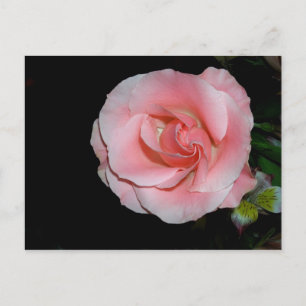 Postkort för rosa rosmeddelande meddelande vykort