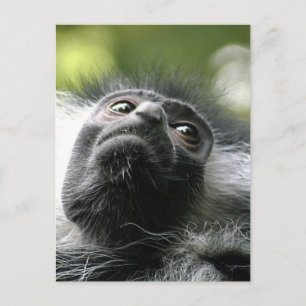 Postkort för rwananda Colobus Monkey Vykort