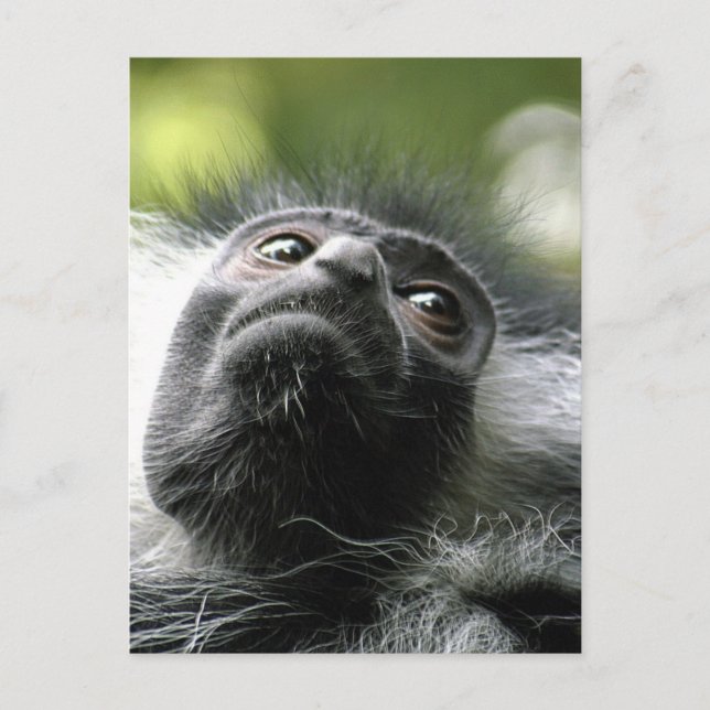 Postkort för rwananda Colobus Monkey Vykort (Framsida)