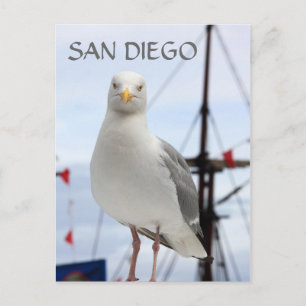 Postkort för San Diego, Fiskmås och Boat Vykort