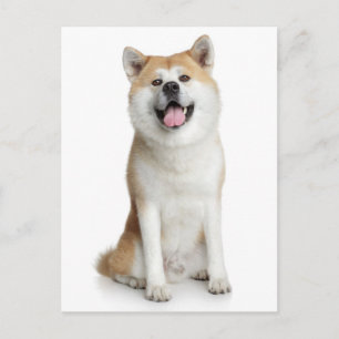 Postkort för Shiba Inu Puppy Hälsning Vykort