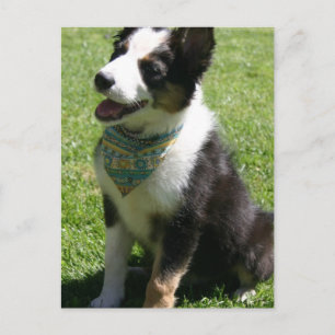 Postkort för sitta Gräns Collie Vykort