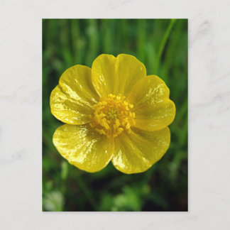 Postkort för smör vykort