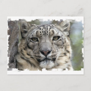 Postkort för snö Leopard Vykort