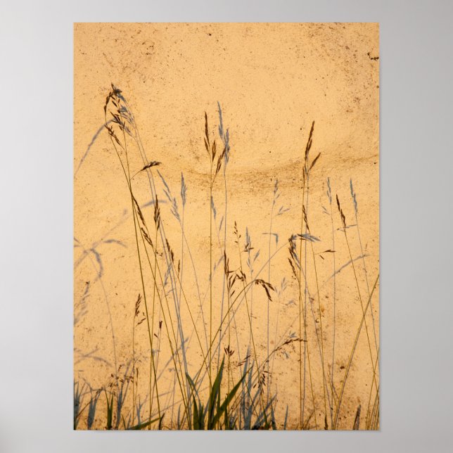 Postkort för sommargräs och skuggor poster (Framsidan)