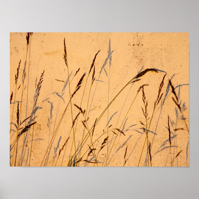 Postkort för sommargräs och skuggor poster (Framsidan)
