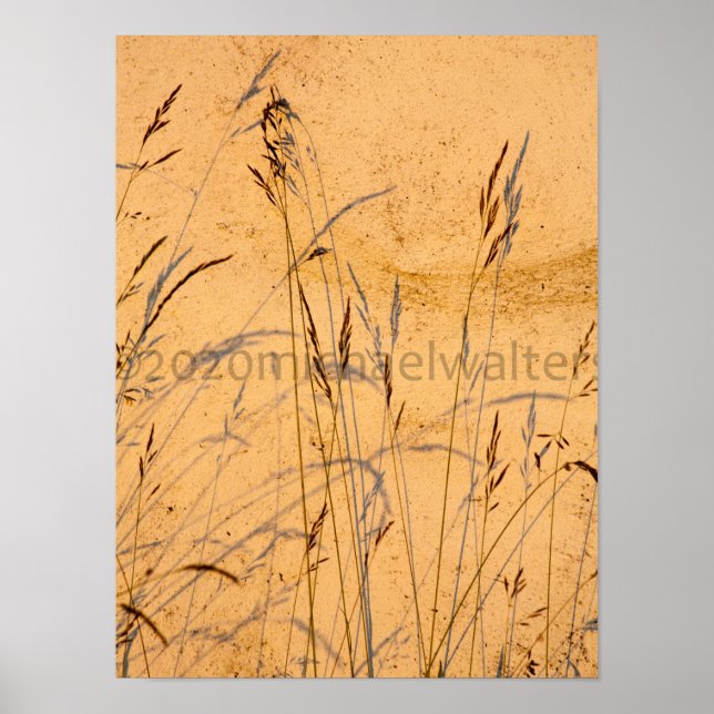 Postkort för sommargräs och skuggor poster (Framsidan)