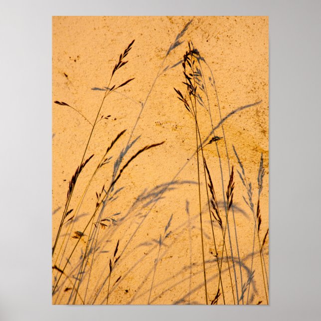 Postkort för sommargräs och skuggor poster (Framsidan)