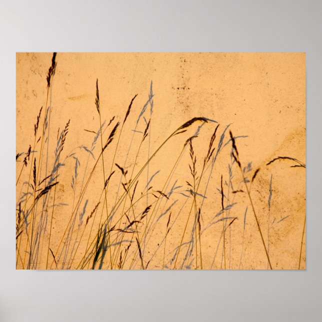 Postkort för sommargräs och skuggor poster (Framsidan)