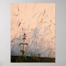 Postkort för sommargräs och skuggor poster