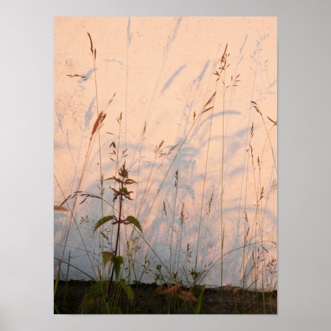 Postkort för sommargräs och skuggor poster (Framsidan)