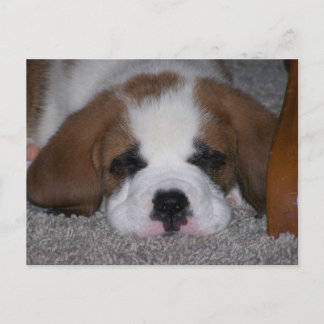 Postkort för sömnad i St. Bernard Puppy Vykort