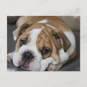 Postkort för sovande bulldog vykort