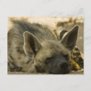 Postkort för sovande hyena vykort