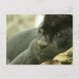 Postkort för sovande paneler vykort