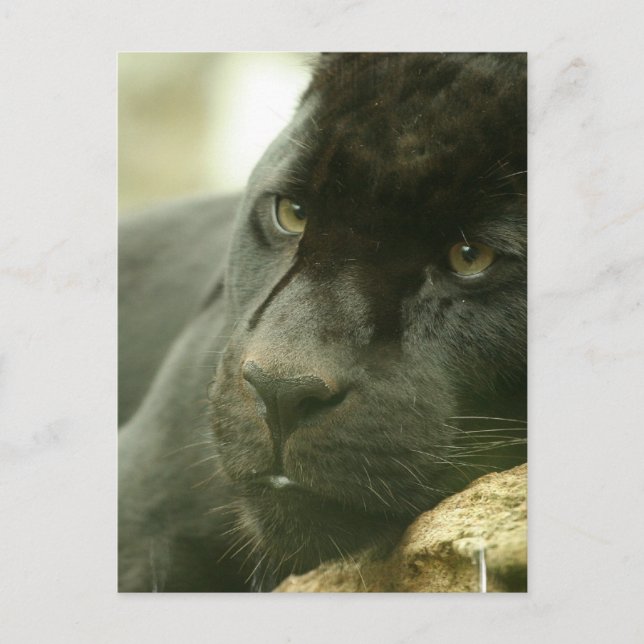 Postkort för sovande paneler vykort (Framsida)