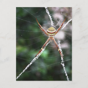 Postkort för St Andrews Kor Spider Vykort