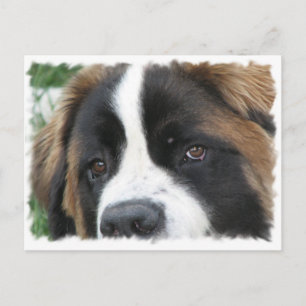Postkort för St Bernard Puppies Vykort