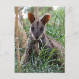 Postkort för sten Wallaby Vykort