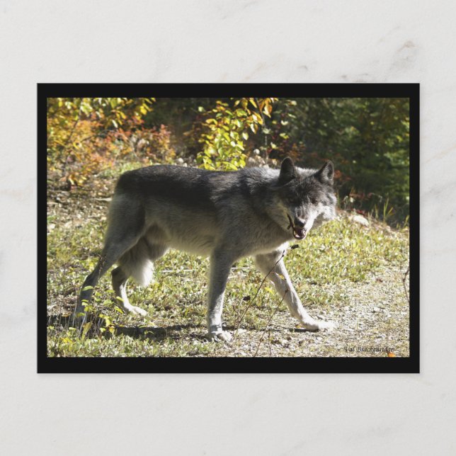 Postkort för teething vykort (Framsida)