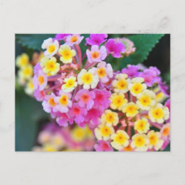 Postkort för tropiska blommor vykort