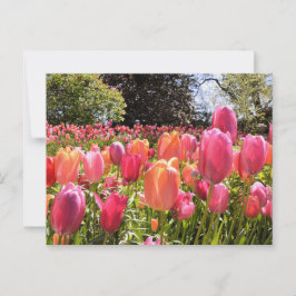 Postkort för Tulip Garden Vykort