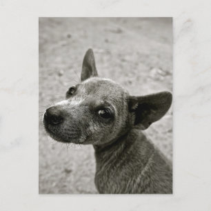 POSTKORT FÖR TULLFOTOGRAFIK HUND VYKORT