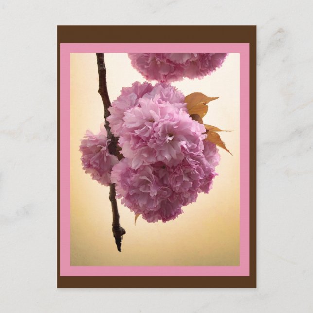 Postkort för Vår Blommar Vykort (Framsida)