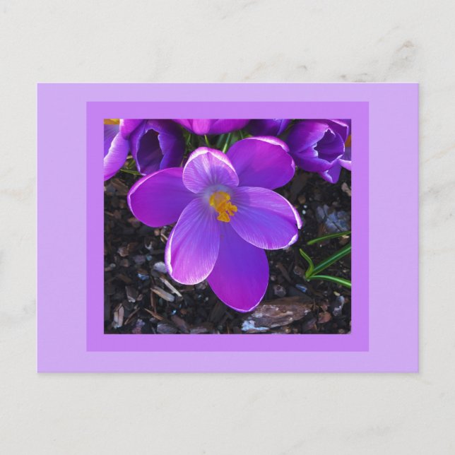 Postkort för Vår Vykort (Framsida)