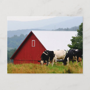 Postkort för Vermont Cow Farm Vykort
