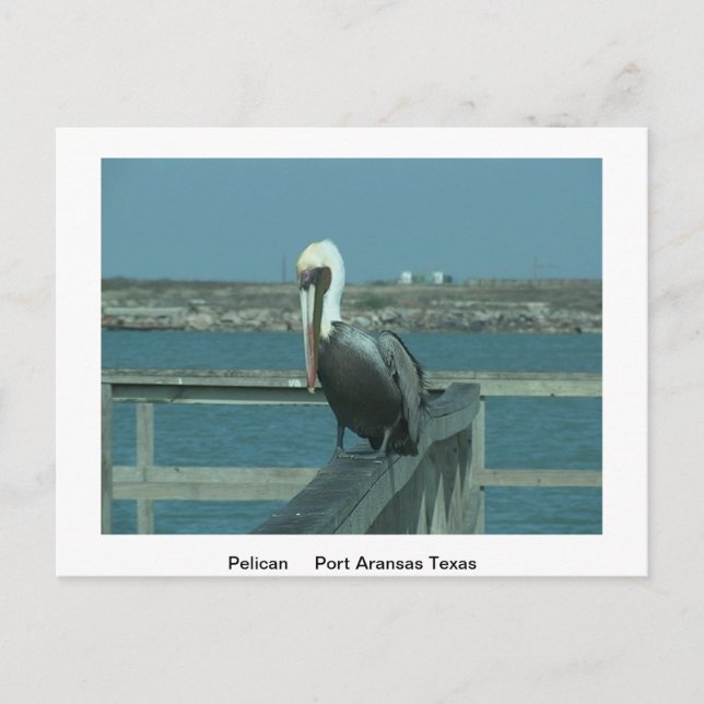 Postkort för vilt vykort (Framsida)