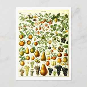 Postkort för vintage Fruit Botanical Illustration Vykort