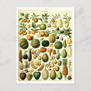 Postkort för vintage Fruit Botanical Illustration Vykort