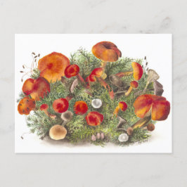 Postkort för vintage Svamprummets botaniska illust Vykort