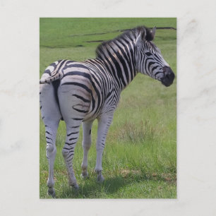 Postkort för Zebra Attitude Vykort