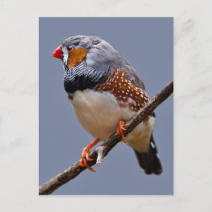 Postkort för Zebra Finch Vykort