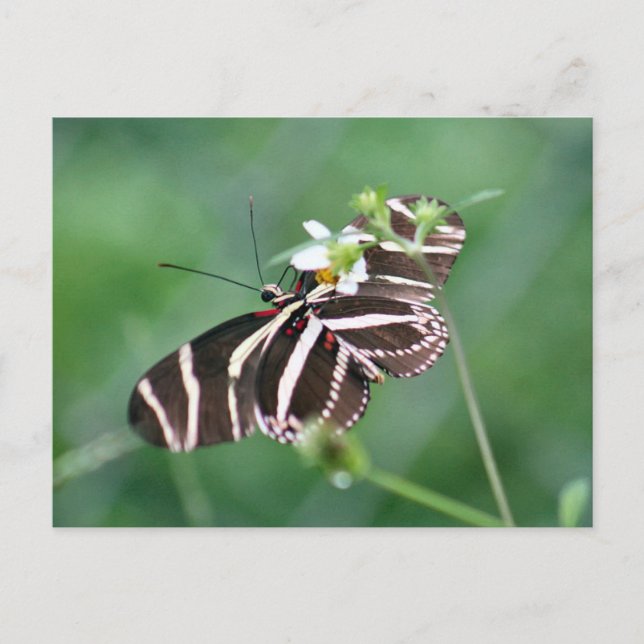 Postkort för Zebra Longwing Butterfly Vykort (Framsida)