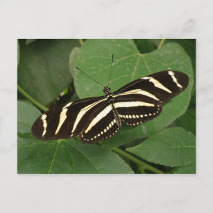 Postkort för Zebra Longwing Butterfly Vykort