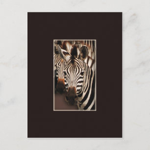 Postkort för Zebra safari Vykort
