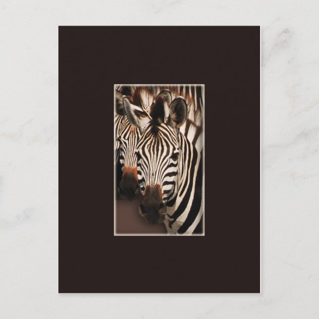 Postkort för Zebra safari Vykort (Framsida)