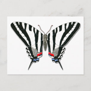 Postkort för Zebra Swallowtail Butterfly Vykort