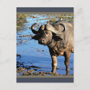 Postkort från Cape Buffalo safari hälsning Vykort