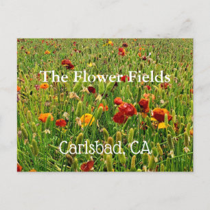 Postkort från Flower Fält i Carlsbad, CA Helg Vykort