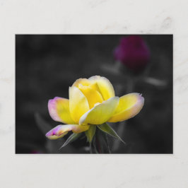 Postkort Gul Ros Fotografi Vykort