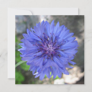 Postkort Inbjudningar