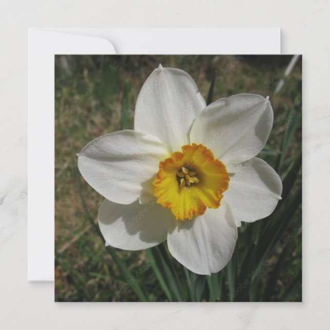 Postkort Inbjudningar (Framsida)