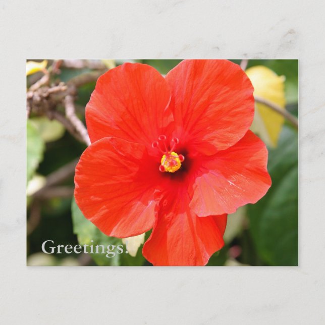Postkort med brokig hibiskus vykort (Framsida)