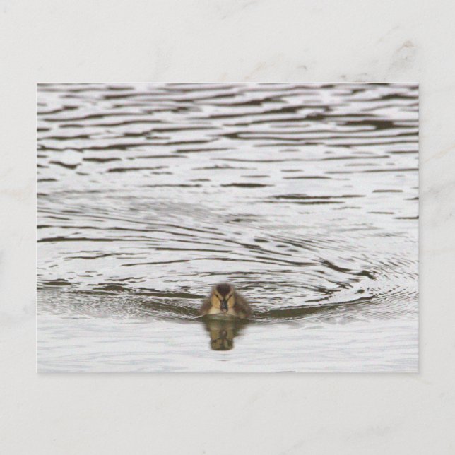Postkort med foto av ankunge vykort (Framsida)